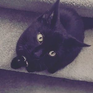 Meet your Posher, Lizzie